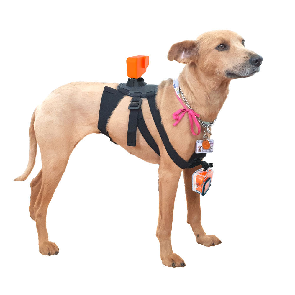 Arnés Perro Dog Harness Compatible GoPro Cámaras Deportivas